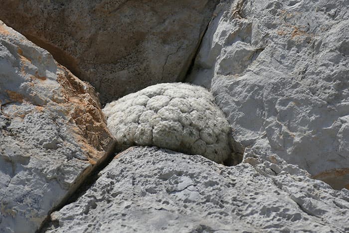 Mammillaria plumosa nestled between two cracks in a cliff