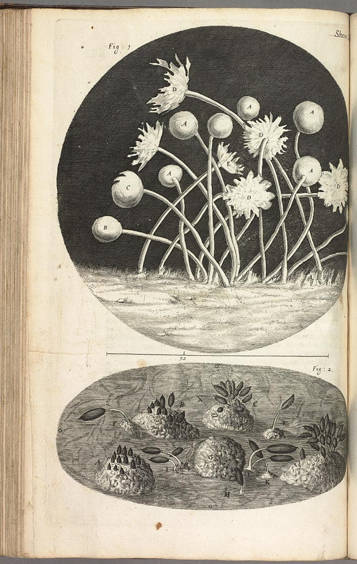 An illustration of mold from Robert Hooke’s Micrographia from 1665