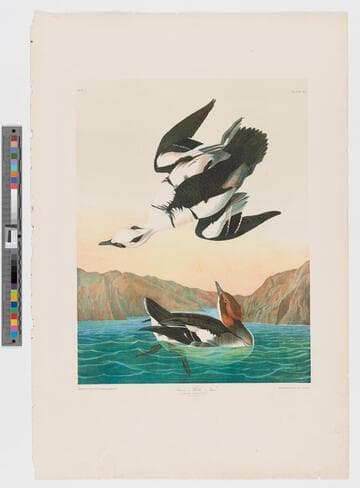 Smew or white nun, mergus albellus. L