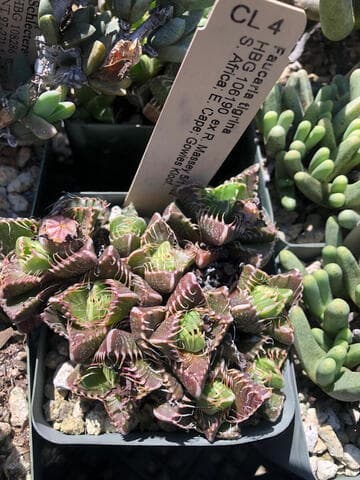 Faucaria tigrina