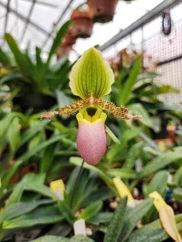 Paphiopedilum Amelia Hart Alexander