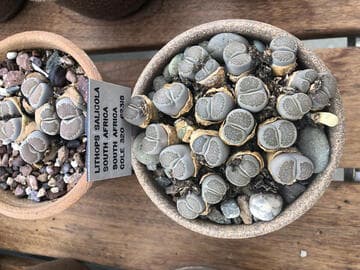 Lithops salicola