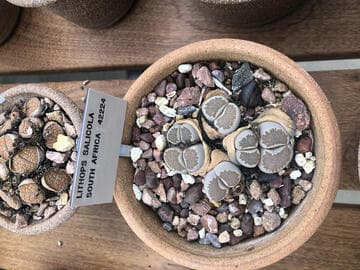 Lithops salicola