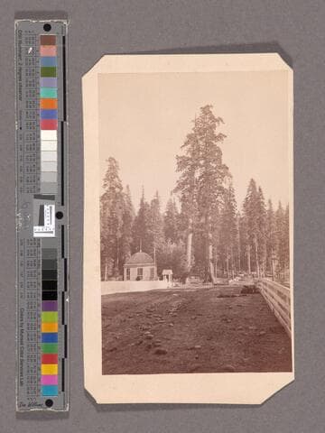 The Sentinels. Mammoth Tree Grove, Calaveras Co., Cal