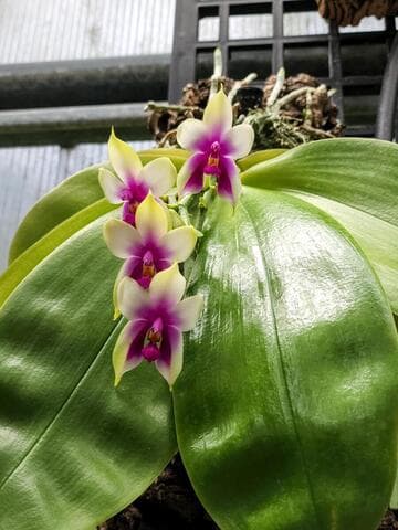 Phalaenopsis bellina forma murtoniana