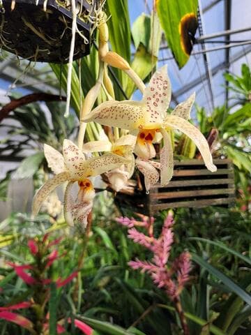 Stanhopea wardii