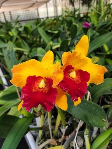 x Rhyncholaeliocattleya Chan Hsiu Gold 'Tai Young #11'