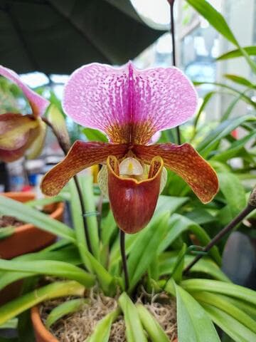 Paphiopedilum Rememberance
