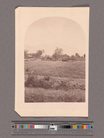 A bee ranch, San Gabriel