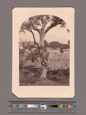 The Santa Anita Ranch, San Gabriel