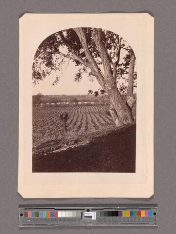 Vineyard and lake at B.D. Wilson's Lake Vineyard, San Gabriel
