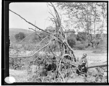 A young boy sitting on the branch of a fallen tree