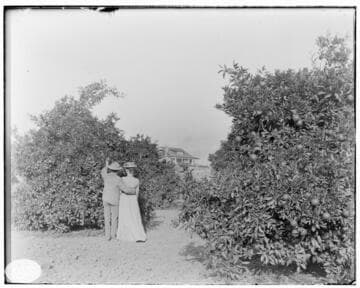 A couple standing at an orange tree