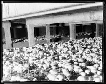 N1 - Nurseries & Soil Heating