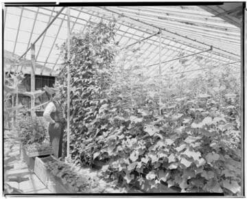 N1 - Nurseries & Soil Heating - Nursery at Montebello