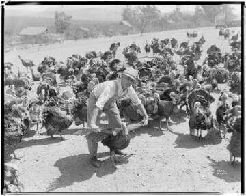 P2 - Poultry - Prikett's Turkeys