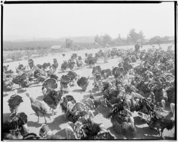 P2 - Poultry - Prikett's Turkeys