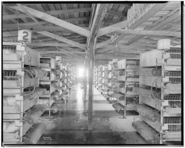 P2 - Poultry - Wagon Wheel Poultry Ranch in Redondo