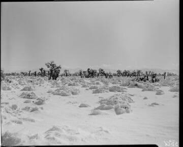 Joshua Tree woodland with snow on ground