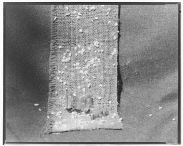 I1 - Insectary - Santa Paula