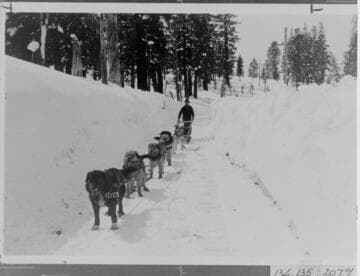 Jerry Dwyer and dog sled team mushing towards camera