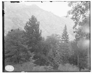 Mountain scenery with trees in the foreground