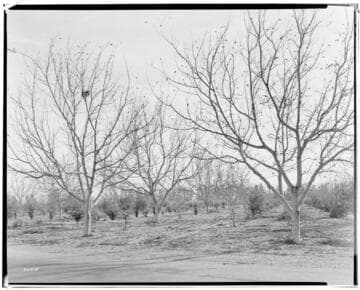 Boulder-Chino Transmission Line