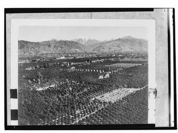 Orange Groves and Old Mt. Baldy, San Gabriel Valley, California