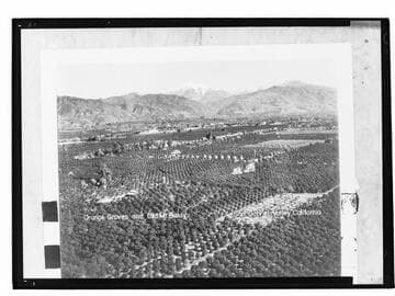 Orange Groves and Old Mt. Baldy, San Gabriel Valley, California