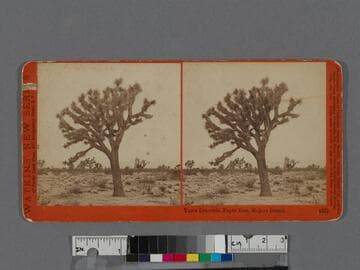 Yucca Draconis, Paper Tree, Mojave Desert