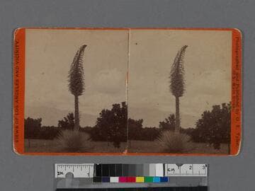 Yucca tree, Pasadena, Cal