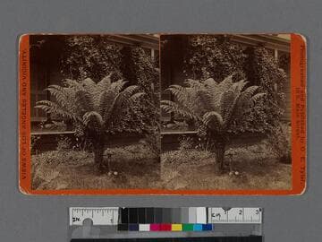 Fern tree, Los Angeles, Cal