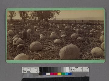 Pumpkin field near L.A