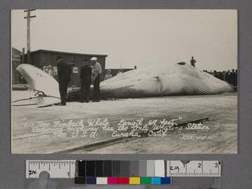 60 ton Finback Whale, length 69 feet, Eureka, California