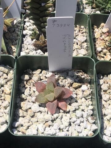Haworthia pygmaea