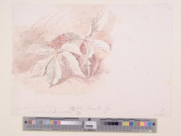 Two Sketches of a Man