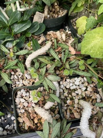 Euphorbia francoisii