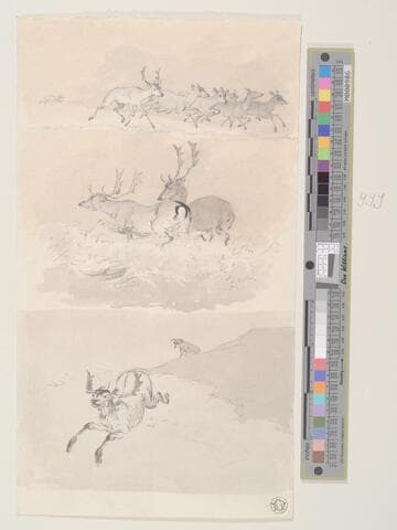 Deer Studies