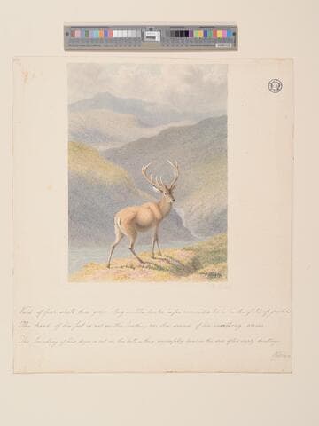 Stag on the Hills
