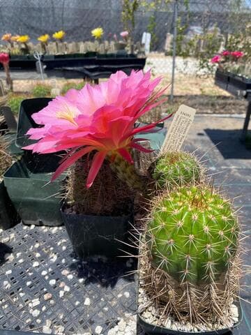 Echinopsis 'Pink Pompei'