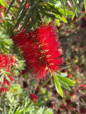 Callistemon 'Little John'