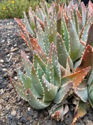 Aloe brevifolia var. depressa