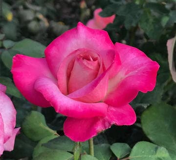 Rosa 'The Temptations'