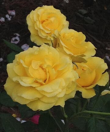 Rosa 'Phyllis Diller'