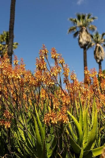 Aloe camperi