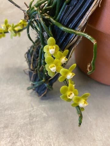 Chiloschista viridiflava var. flava