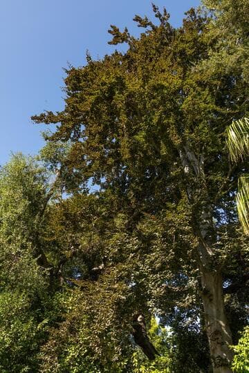 Fagus sylvatica 'Atropunicea'