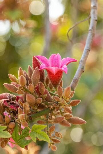 Brachychiton x excellens 'Noel's Surprise'