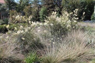 Grevillea 'Moonlight'