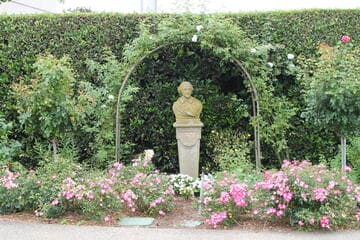 Rosa 'Good 'n Plenty'